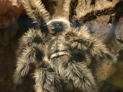 Curlyhair tarantula - De Zonnegloed - Animal park - Animal refuge centre 